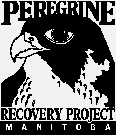 Manitoba Peregrine Falcon Recovery Project Logo