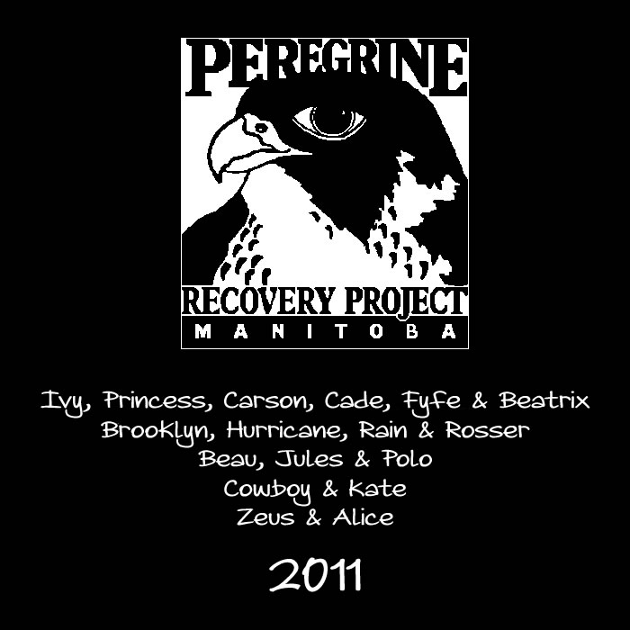 2012 shirt tag design