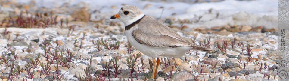 photo courtesy of US Fish & Wildlife Service